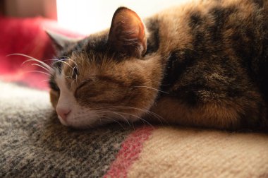 Battaniyenin üzerinde uyuyan benekli kedi. Kedi bir bl üzerinde uyuyor