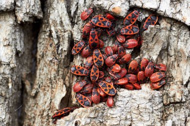 Fotoğraf böcekleri, bir ağacın kabuğunda tahtakuruları