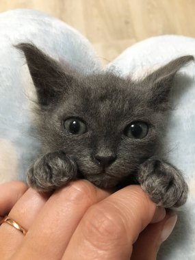 Gri, küçük bir kedi yavrusu dizlerinin üzerinde yatıyor.