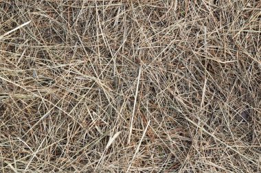 Fotoğraf Hay, saman, arkaplan, doku.