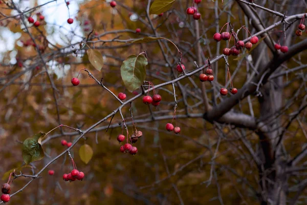 Фото дерево ягоды осенью опавшие листья . — стоковое фото