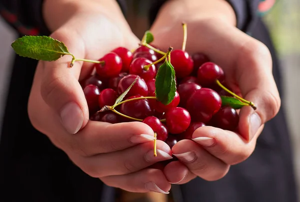 Elinde bir avuç dolusu tatlı ve lezzetli kiraz. Bahçe işleri, vitaminler..