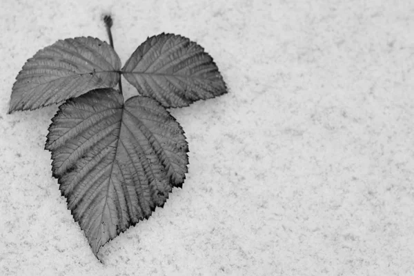 black and white leaf lying on white snow, white background, autumn, winter.