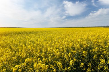 fotoğraf kanola tarlası / doğadaki parlak sıcak yaz günü manzarası