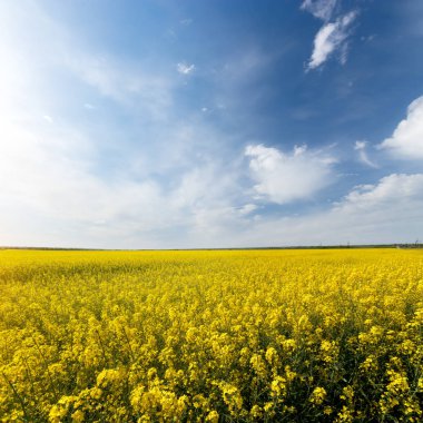 fotoğraf kanola tarlası / doğadaki parlak sıcak yaz günü manzarası
