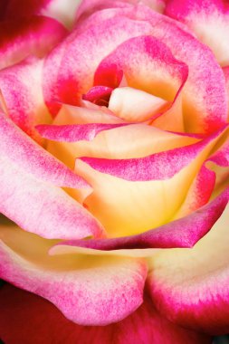 parlak gül güzel Bud / makro fotoğraf tatil çiçek