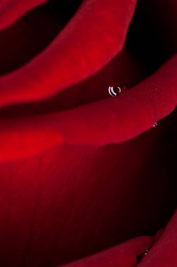 parlak gül güzel Bud / makro fotoğraf tatil çiçek