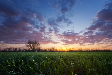 Yalnız ağaç günbatımı / erken bahar alanında genç Mısır günbatımı güneş ışınlarının