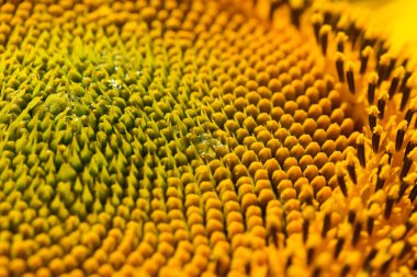 Ayçiçeği baş büyük / parlak yaz fotoğraf ile sığ derinlik-in tarla