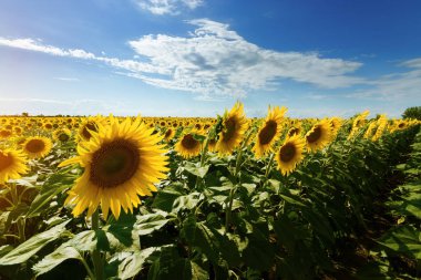 Ayçiçeği alan yaz manzara / parlak yaz gün ayçiçeği güneş ışığı absorbe