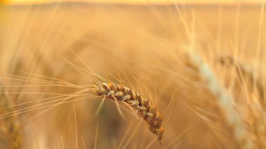 Buğday alan / buğday alan arka plan yayarsan Ukrayna