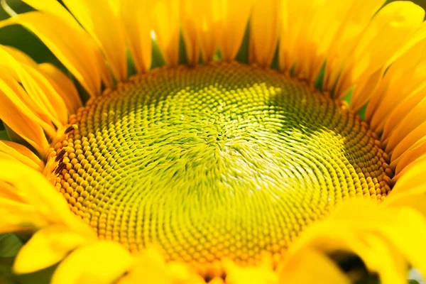 Sonnenblumenkopf Groß Hell Sommer Foto Mit Geringer Schärfentiefe — Stockfoto