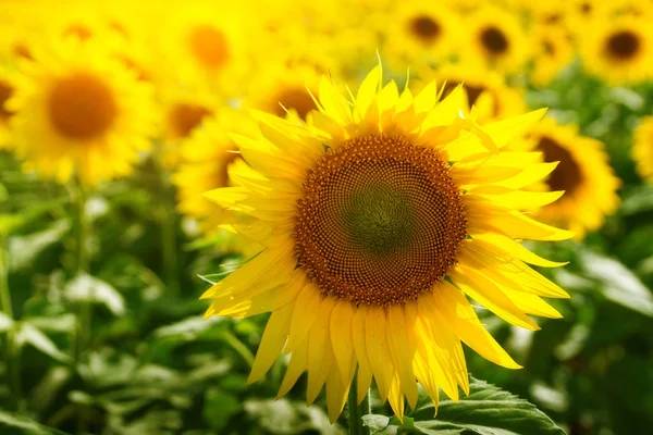 Sonnenblume Nahaufnahme Abend Foto Natur Der Abenddämmerung Feld Der Ukraine — Stockfoto