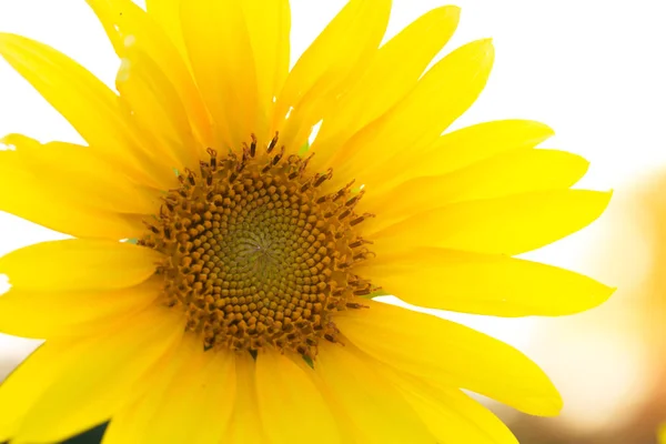 Sunflower flower close-up / evening photo nature at dusk field of ukraine