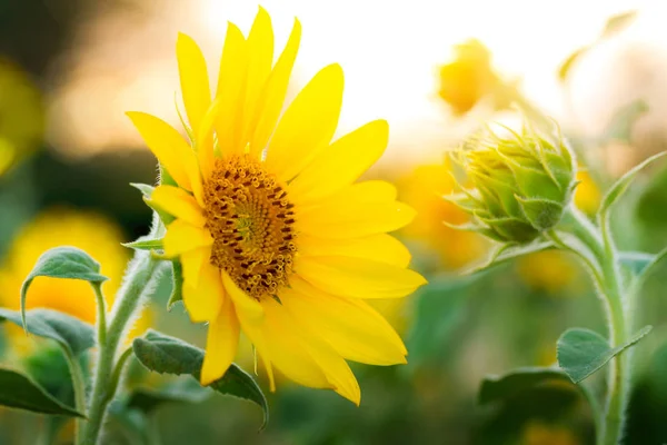 Sunflower flower close-up / evening photo nature at dusk field of ukraine