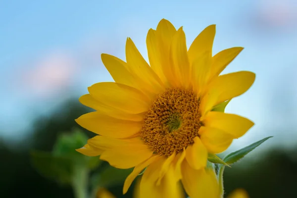 Sunflower flower close-up / evening photo nature at dusk field of ukraine