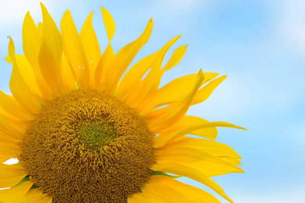 Sonnenblume Nahaufnahme Abend Foto Natur Der Abenddämmerung Feld Der Ukraine — Stockfoto