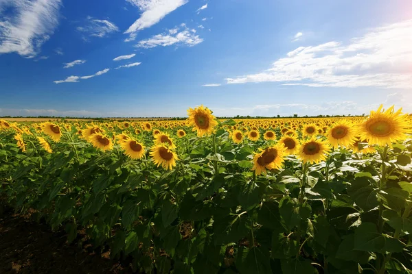 соняшник на полі