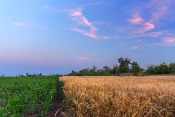 Trigo Milho Campo Dois Tons Campo Fotográfico Brilhante Pôr Sol — Fotografia de Stock