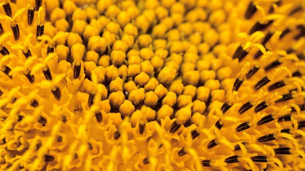 Sonnenblumenkerne Aus Nächster Nähe Heller Sommer Foto Kleine Schärfentiefe — Stockfoto