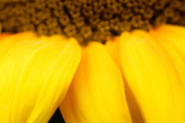 Zonnebloem Bloemblaadjes Macro Foto Abstract Achtergrondafbeelding Met Blur — Stockfoto