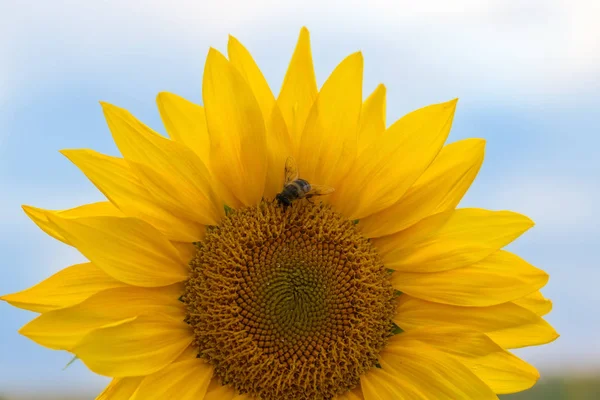 Sunflower flower close-up / evening photo nature at dusk field of ukraine