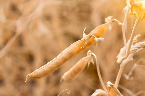 stem peas ripe / ripe dried peas close-up