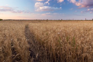 gün batımı buğday alan / şehir dışında tarım peyzaj
