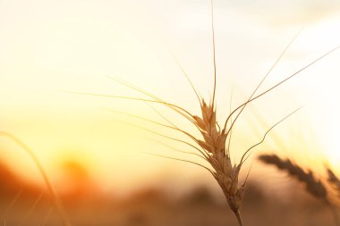 Buğday alan / buğday alan arka plan yayarsan Ukrayna