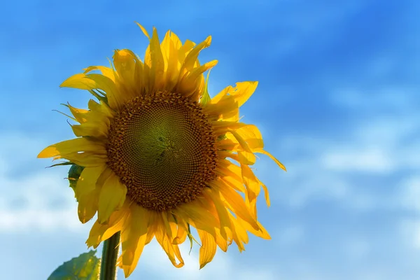 Sonnenblume Nahaufnahme Abend Foto Natur Der Abenddämmerung Feld Der Ukraine — Stockfoto