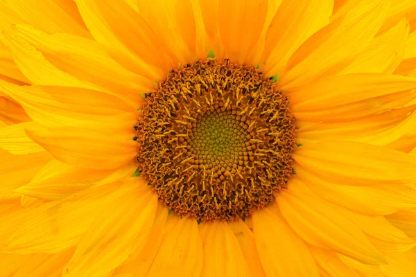 Sonnenblumenblätter Makrofoto Abstraktes Hintergrundbild Mit Unschärfe — Stockfoto