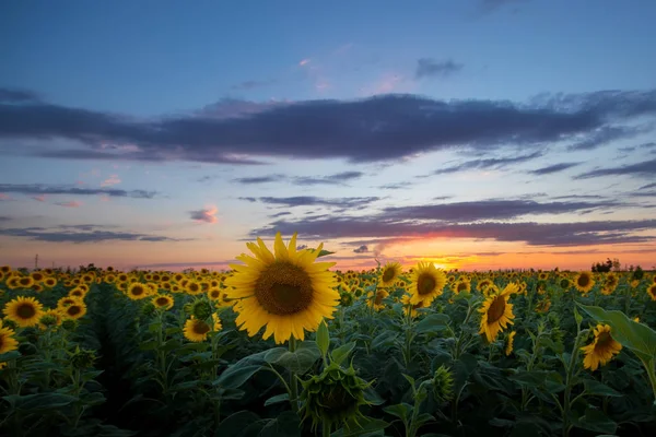 ayçiçeği, gün batımı / parlak ayçiçeği Vaughan güzel bir günbatımı üzerinde