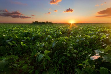 Tarım alanında genç hasat ile / parlak renkler günbatımı gökyüzünün