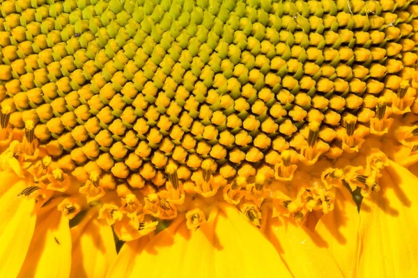 Sunflower Head Large Bright Summer Photo Shallow Depth Field — Stock Photo, Image