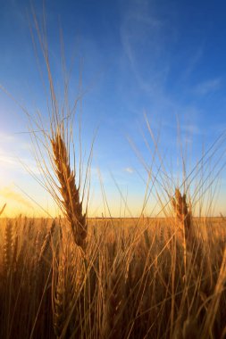 Buğday alan / buğday alan arka plan yayarsan Ukrayna