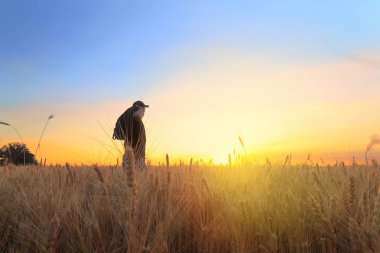 Buğday alan günbatımı / quiet günbatımı tarım erkekte