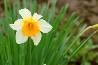 Aquilegia beyaz sarı çekirdeği ile / güzel bitki sevinç verir çiçek