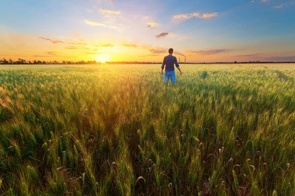 Люди Пшеничні Поля Sunset Краєвид Весни Галузі Сільського Господарства України — стокове фото