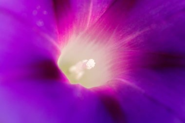 Mor çan çiçeği \ parlak makro çiçek fotoğraf küçük derinlik