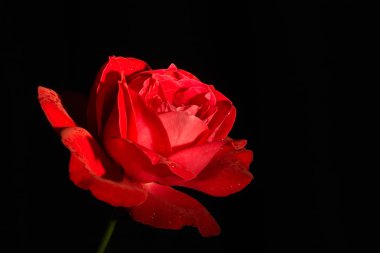 gül siyah arka plan makro fotoğraf çiğ damlaları ile \ gül siyah arka plan