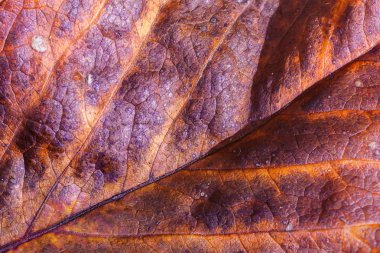 sonbahar yaprak yaz sonu / doğa yeni renkler verir