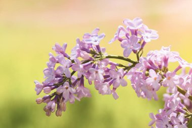 mavi gökyüzü arka plan üzerinde parlak Lila bloom / kısacık an erken yaz aylarında