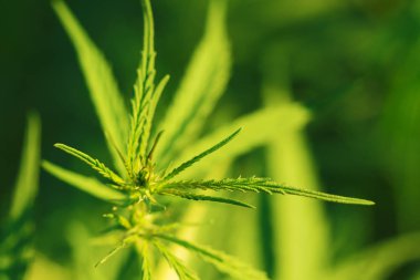 onların baş / çok belirsiz bitki esrar