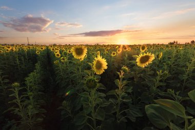 ayçiçeği, gün batımı / parlak ayçiçeği Vaughan güzel bir günbatımı üzerinde