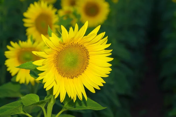 Sonnenblume Bei Sonnenuntergang Helle Sonnenblume Auf Dem Vaughan Eines Schönen — Stockfoto