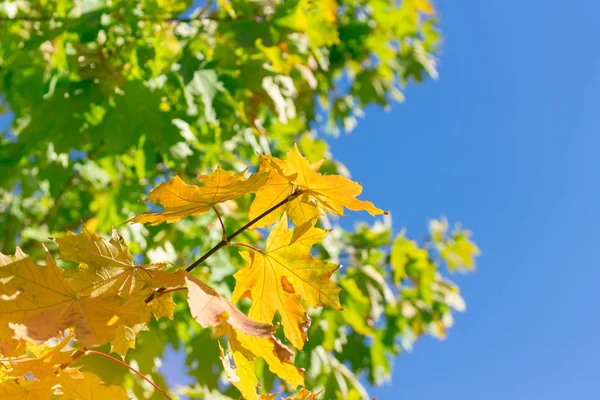Maple Autumn Foliage Bright Day Bright Autumn Photography — Stock Photo, Image