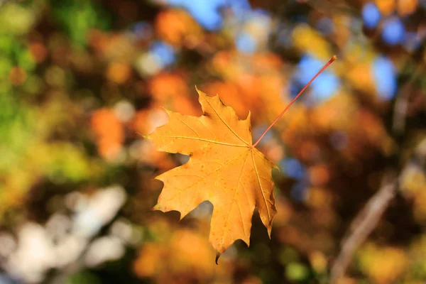 Falling Forest Autumn Leaf Bright Autumn Photo Nature Gives New — Stock Photo, Image