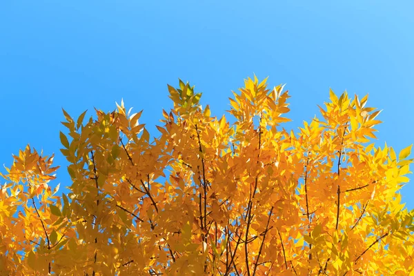 Autumn Leaves Yellow Trees Vibrant Colors Autumn Bright Sunny Day — Stock Photo, Image