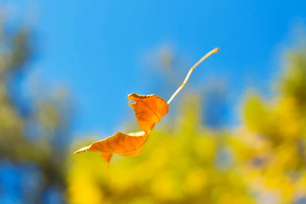Falling Forest Autumn Leaf Bright Autumn Photo Nature Gives New — Stock Photo, Image