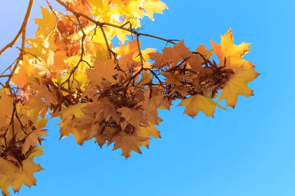 Autumn Leaves Yellow Trees Vibrant Colors Autumn Bright Sunny Day — Stock Photo, Image